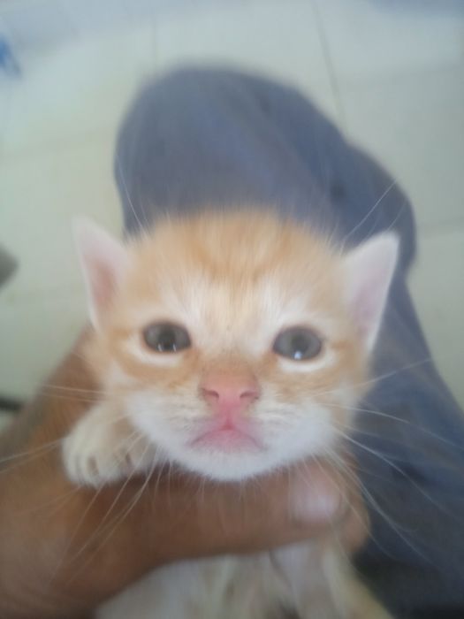 Продам котят 1,5 месяца