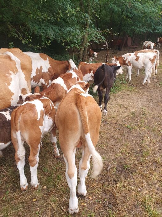 Vind vaci,viței, taurii