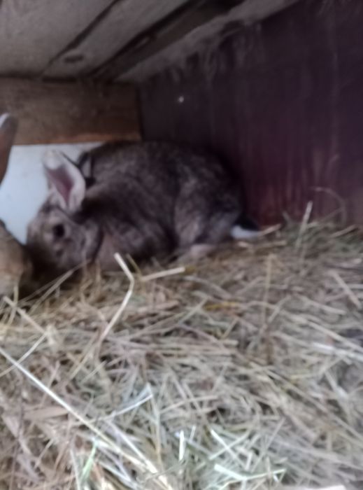 Iepuroaice de vanzare