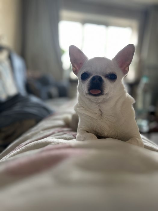 Продам собак пудель чихуа