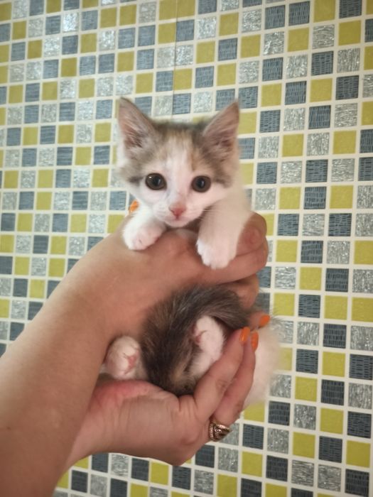 Котенок девочка в добрые руки
