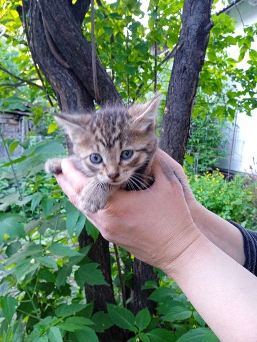 Котята в добрые руки !