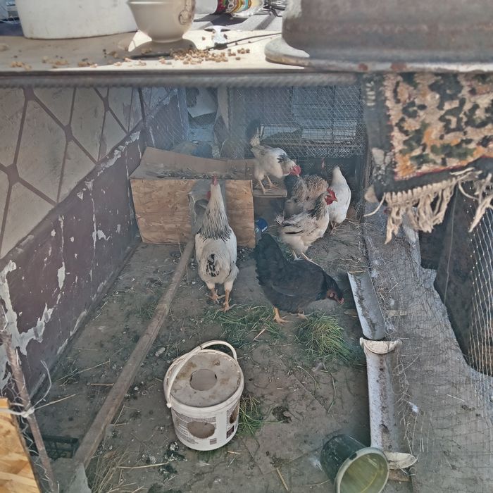 Арлер сатлад 4500
 Жымртка туып тыр