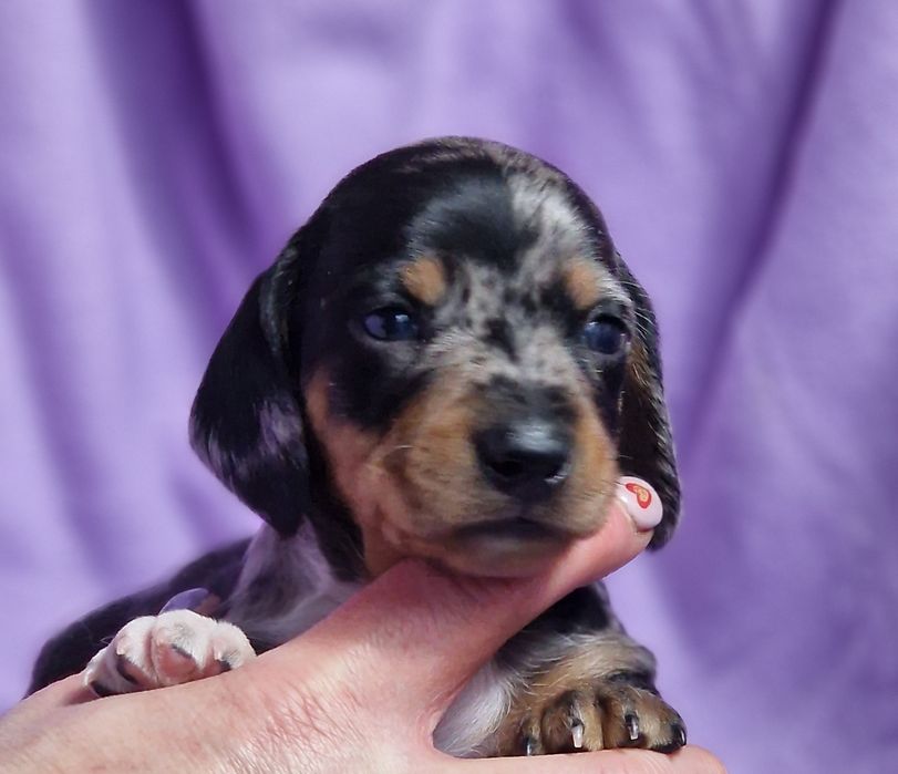 Tekel pitic - mascul