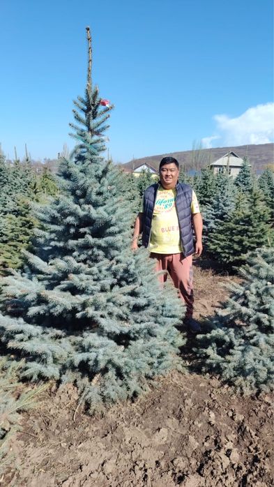 Голубые ели блю даймонд, хупси