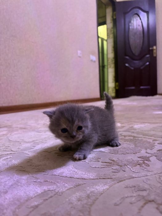 Готовятся к продаже котята скотиш фолд и скотиш страйт  девочка