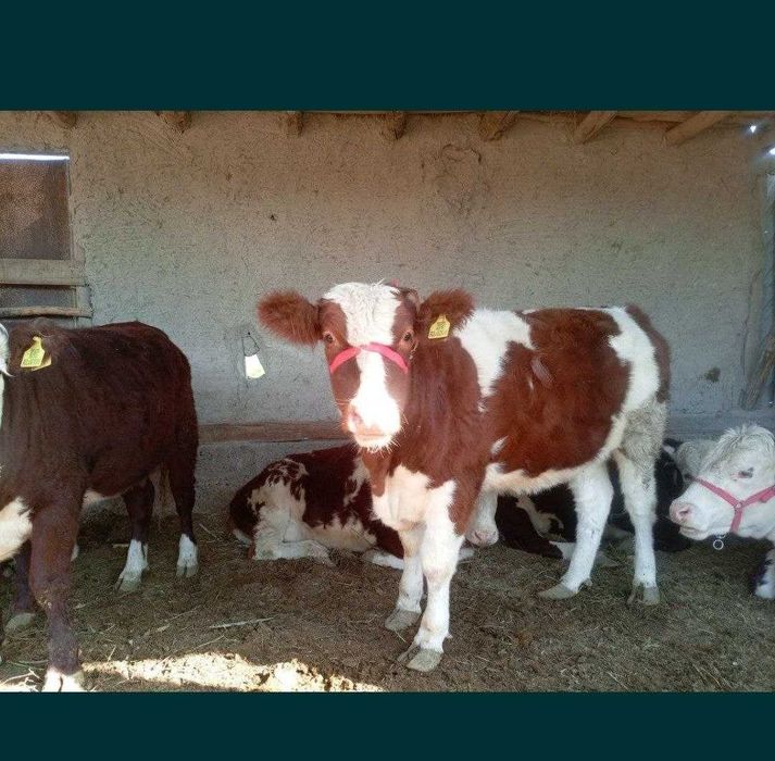 Grenford Smental mikimaus sharalen paroda mollar sotiladi