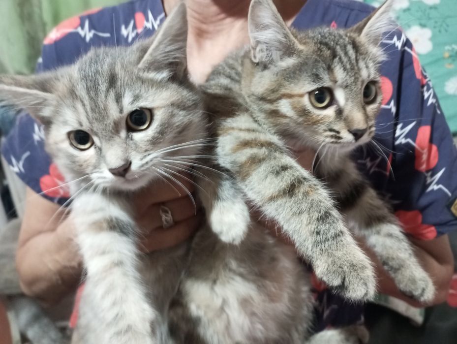 Отдам котят даром