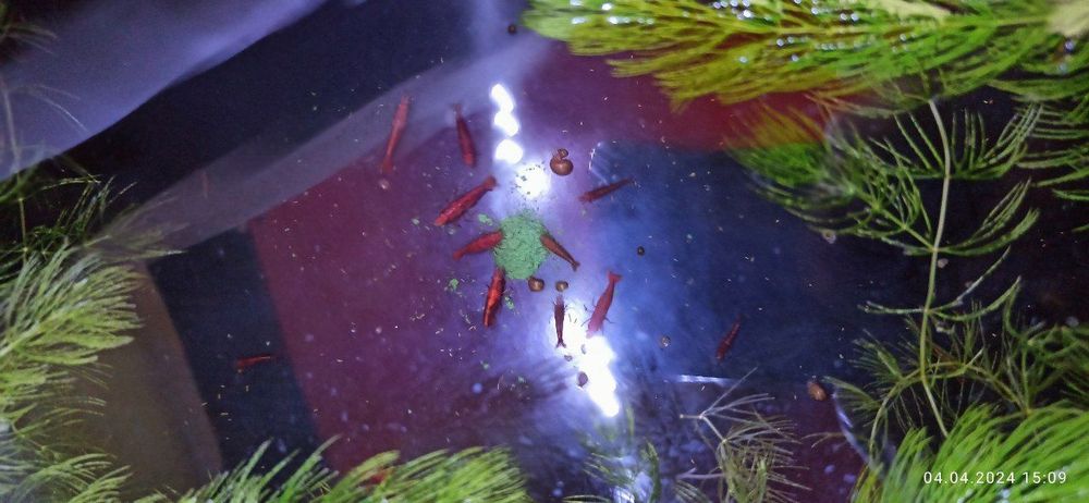 Криветки вишня красный