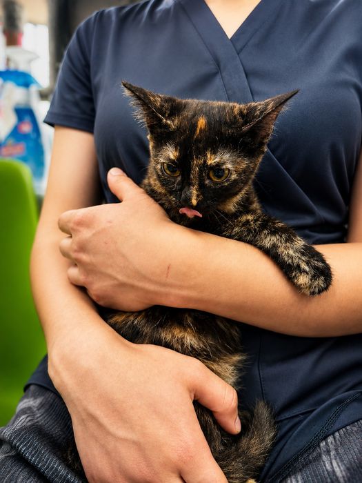 Котенок девочка  5 мес в добрую семью
