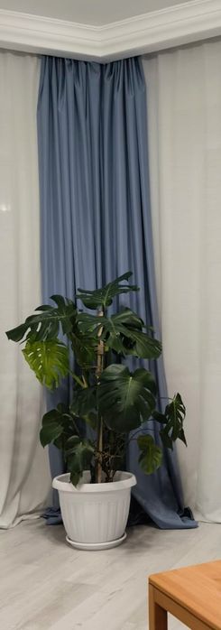 Монстера большая чистый воздух+красивый декор