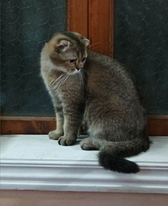 Продается девочка золотистая шиншилла