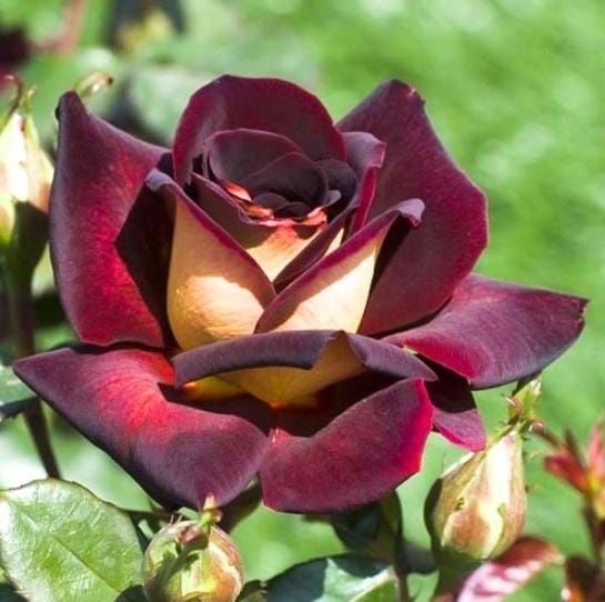 Розы в продаже более  30 расцветок