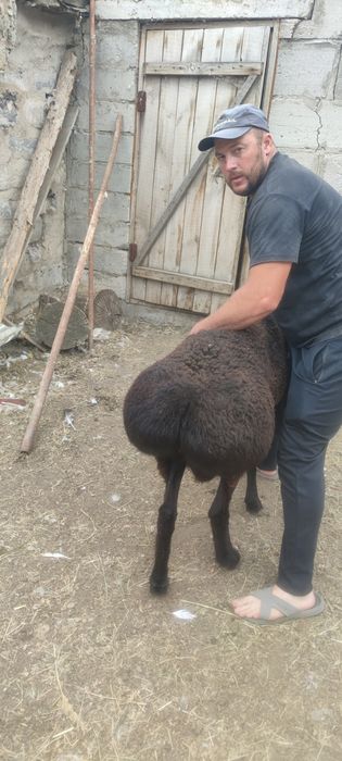Продам кошкар 1.5 года