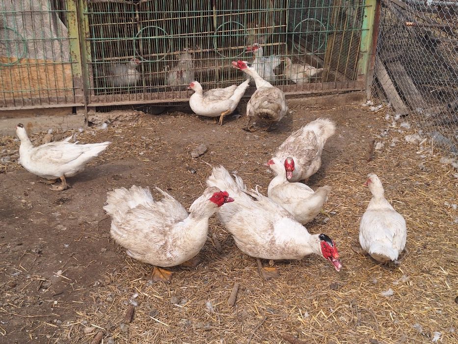 Индоутки крупные