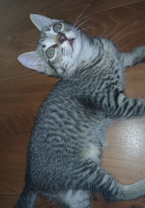 Котят бесплатно, в добрые руки.