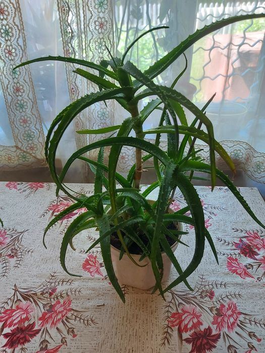 Алое лечебное растение
