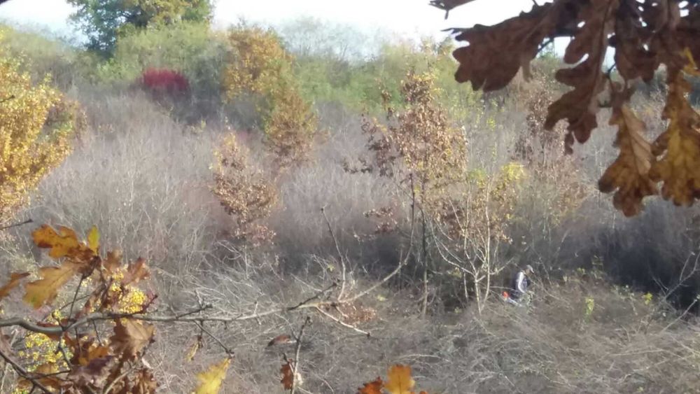 Defrisam livezi GRATIS! CURATAM/DEFRISAM terenuri in Cluj Napoca