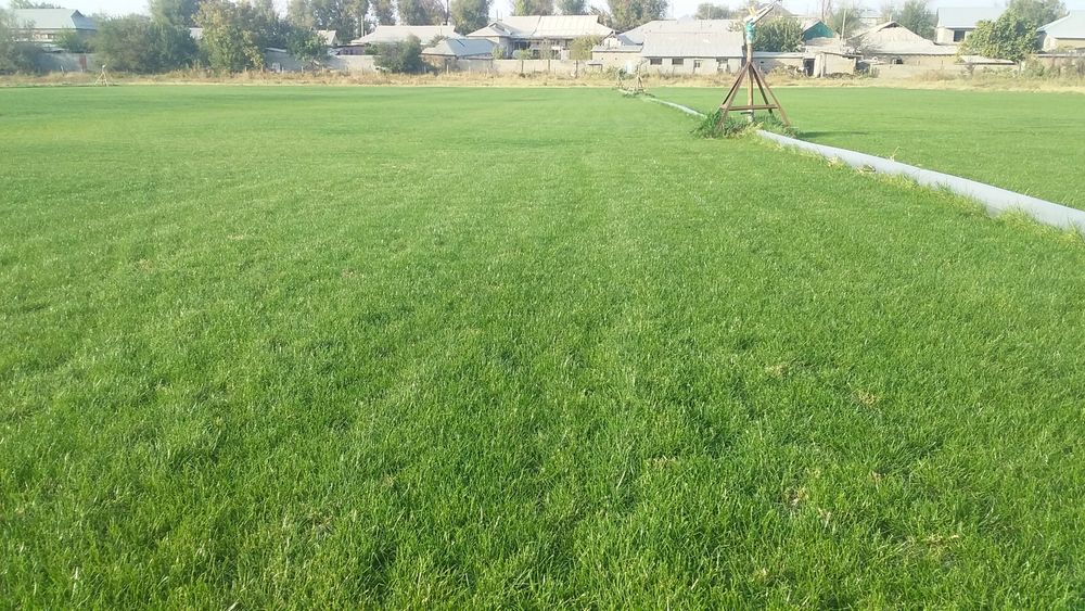 Газон готовый, живой. Сорт "Johnsons"