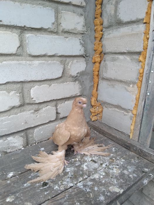 Продам голубей разных пород