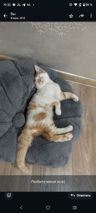 Котёнок в добрые руки