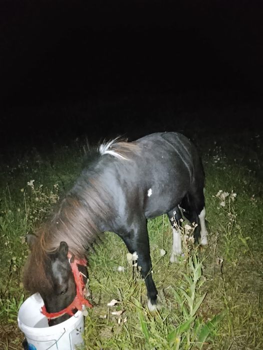 De vânzare doi ponei