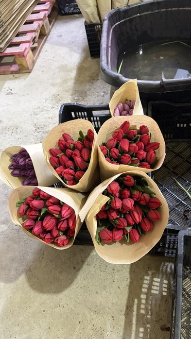 Тюльпаны предзаказ