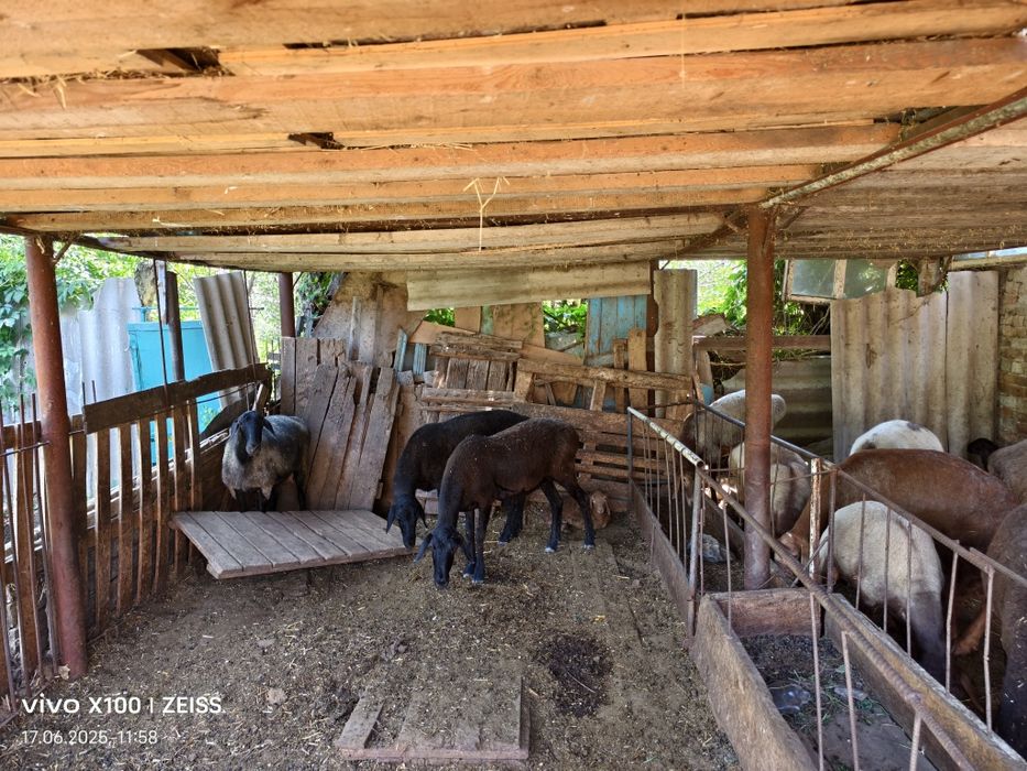 Продается бараны