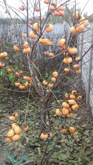 Pomi fructiferi kaki diferite soiuri