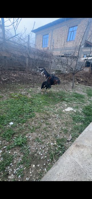 Дакан кораз туляк сатылады