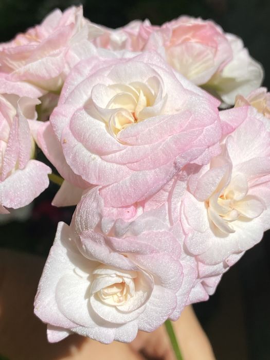 Вкоренени резници от сортови мушката.