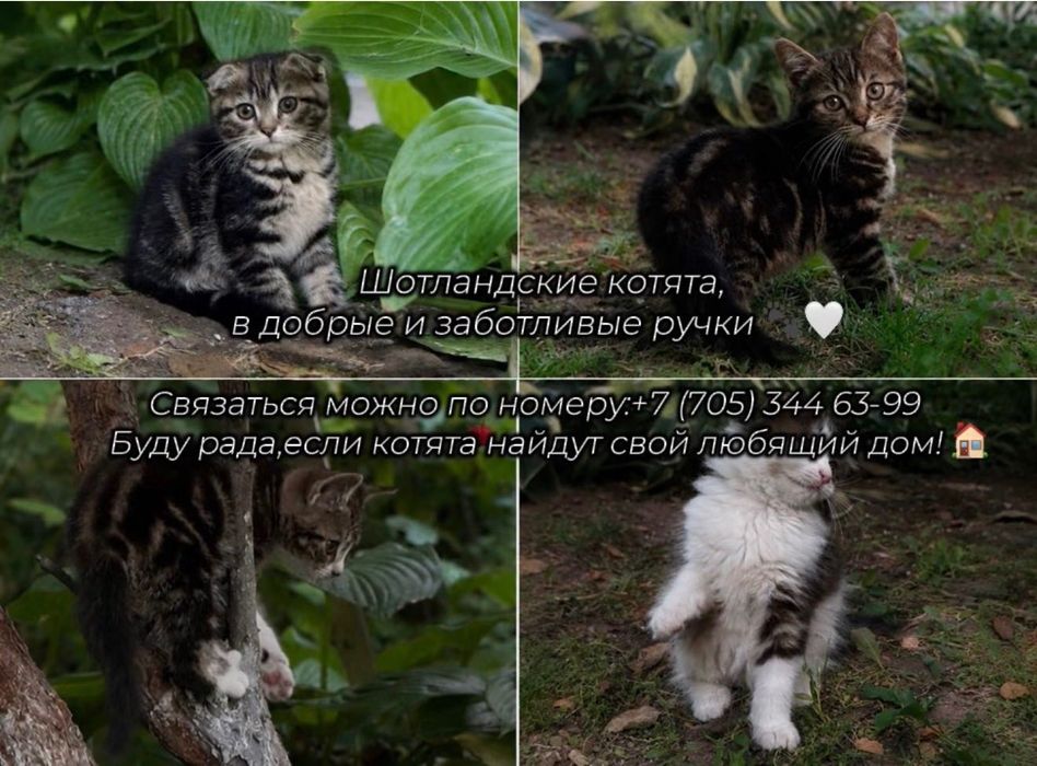 Шотландские котята