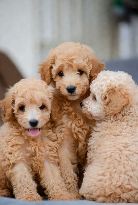 Карликовый пудель