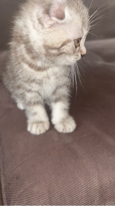 Шотланский вислоухий