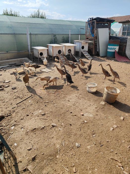 De vânzare rate indiene tineret și de anul trecut