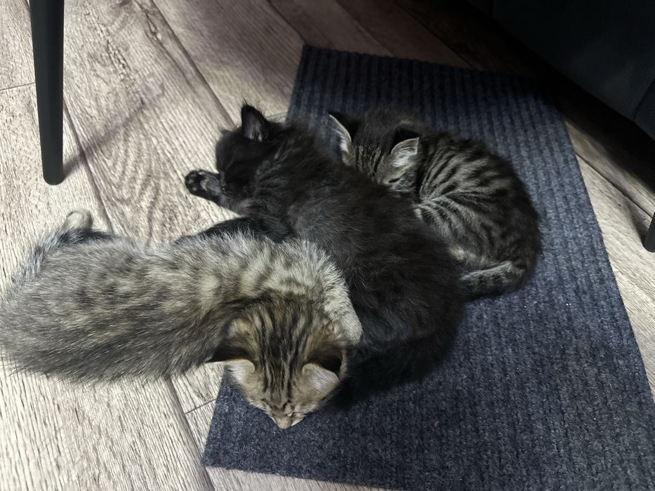 Отдам даром котят .