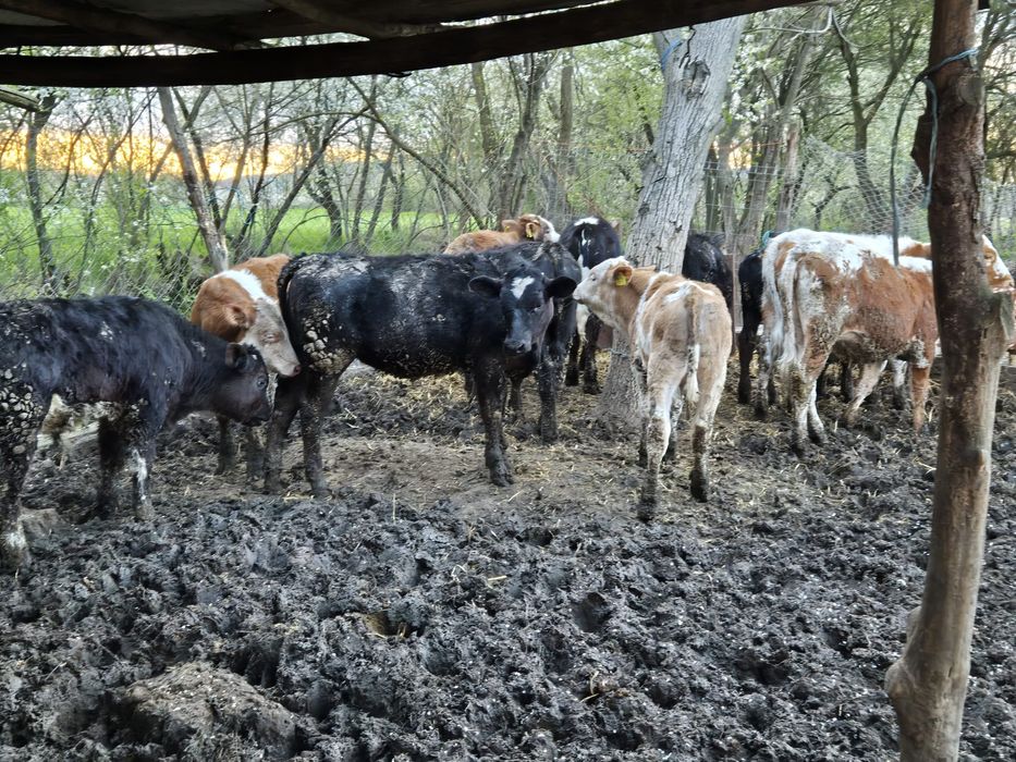 Disponibili viței 120-180kg