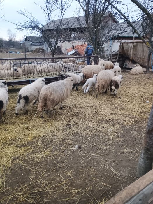 Vând 36 de oi,26 au miei și 10 sterpe