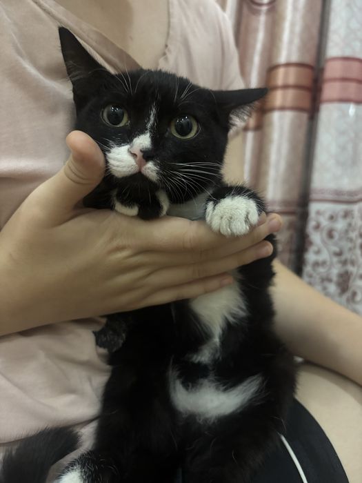 Котик 2-3 месецов Город Темиртау Караганда пол:девочка Луночка