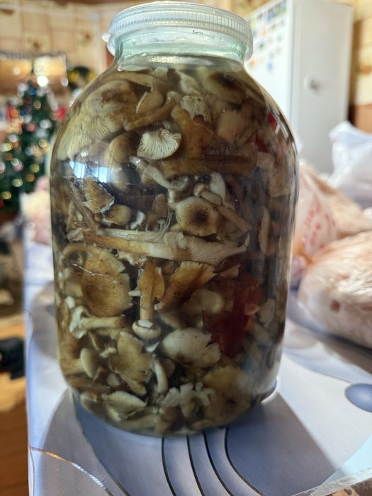 Продам  соленые Грибы !