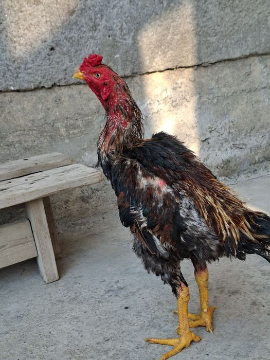 Jujamiz sotiladi qoni toza yapon shamo