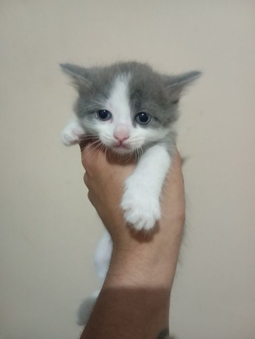Подарим милых котят