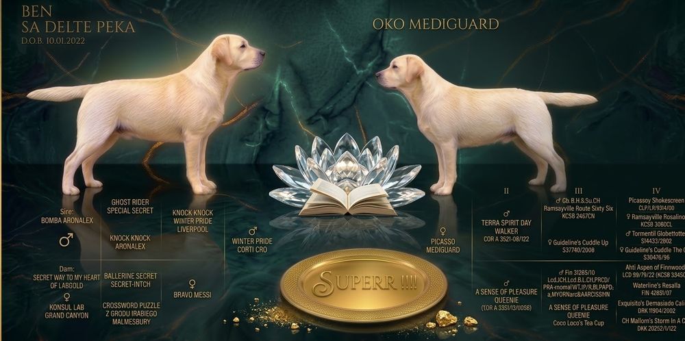 Labrador Retriever cu Pedigree FCI