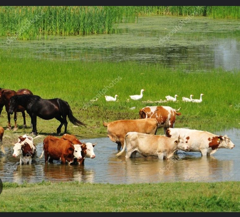 Продам Сельское крестьяское хозяйство