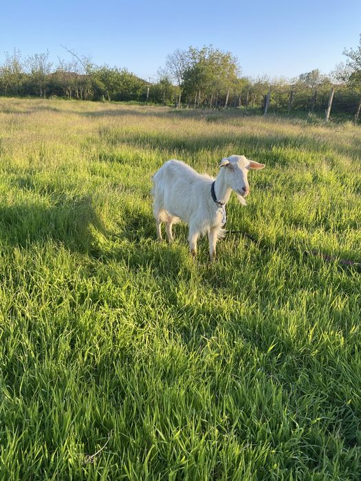 Продавам коза с мляко