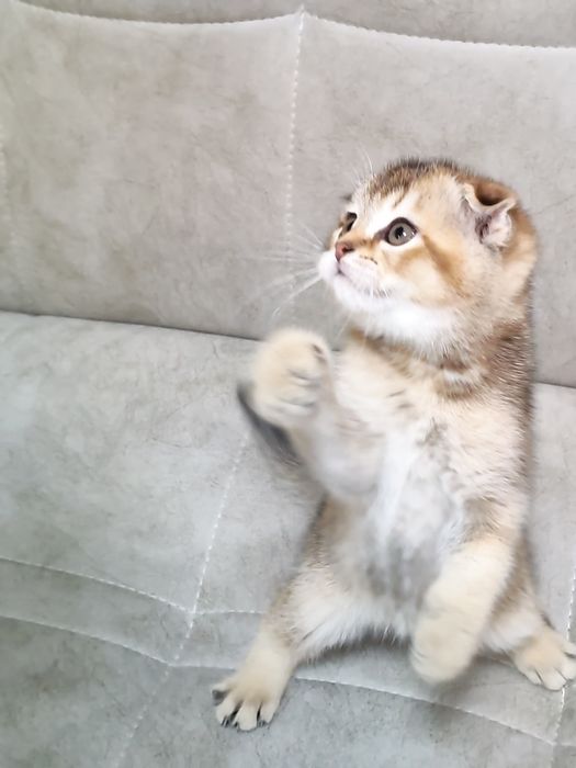 Золотая шиншилла  скотиш фолд