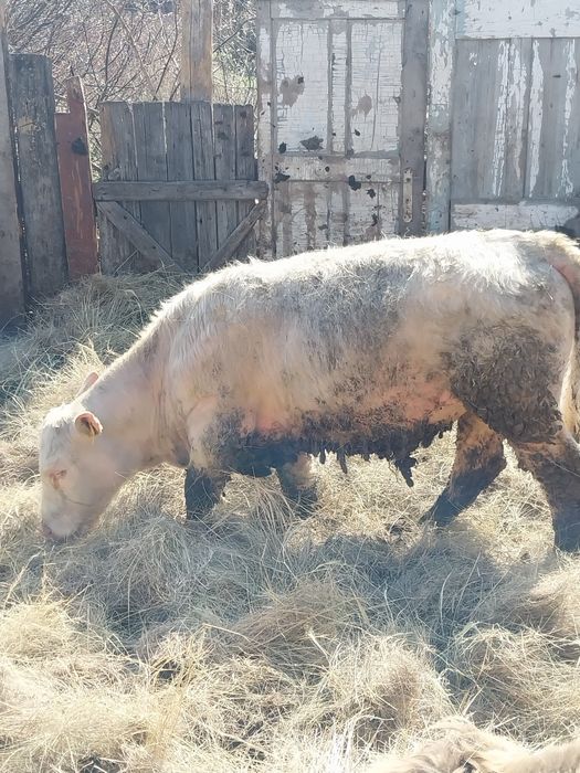 Быки с откорма помесь Москолевские