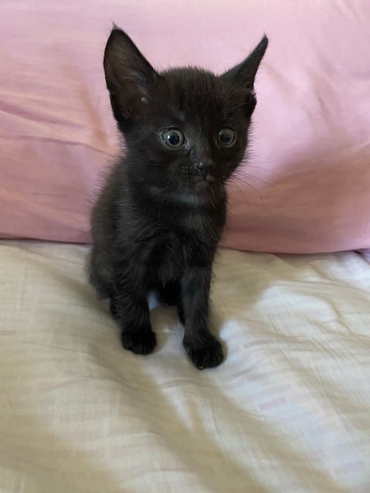 Отдам вдобрые руки котенка