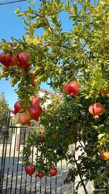 Rodiu de plantat în grădină