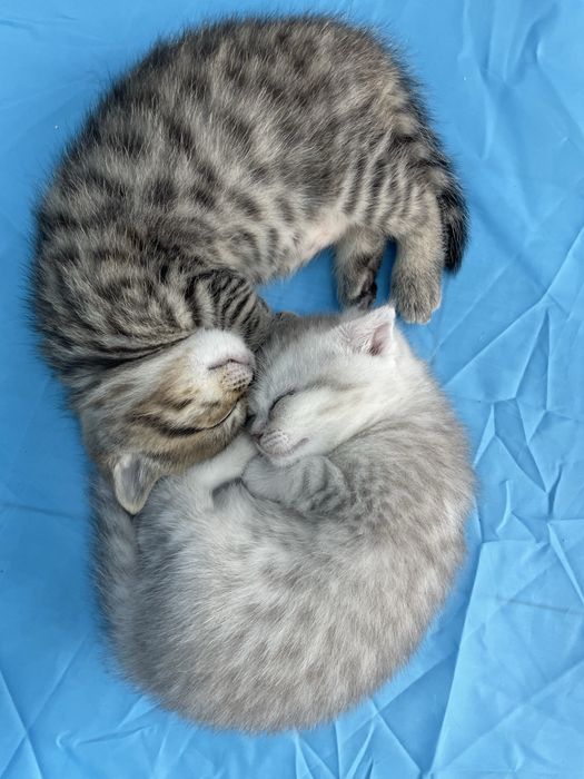 Породисто коте на 2 месеца